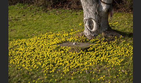 Winterling (Eranthis hyemalis)