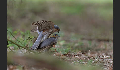 Sperber (Accipiter nisus)