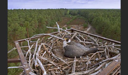 Wanderfalke (Falco peregrinus)