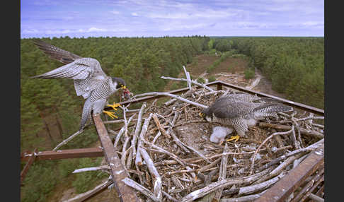 Wanderfalke (Falco peregrinus)