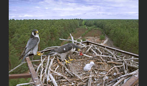 Wanderfalke (Falco peregrinus)