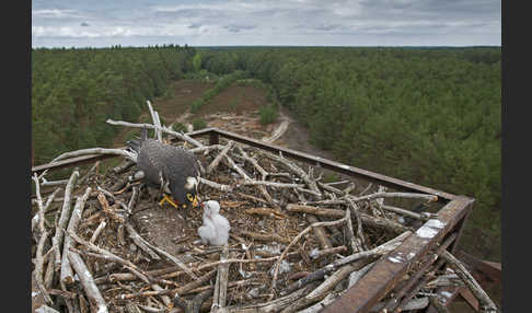 Wanderfalke (Falco peregrinus)