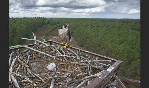 Wanderfalke (Falco peregrinus)