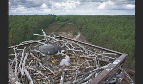 Wanderfalke (Falco peregrinus)