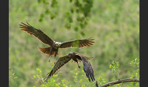 Rohrweihe (Circus aeruginosus)