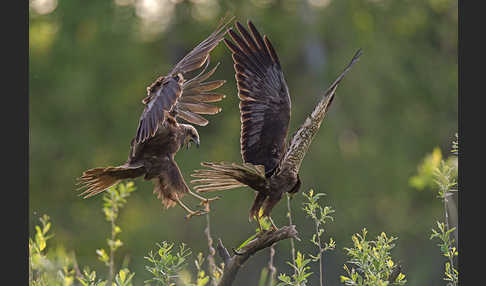 Rohrweihe (Circus aeruginosus)