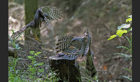 Sperber (Accipiter nisus)