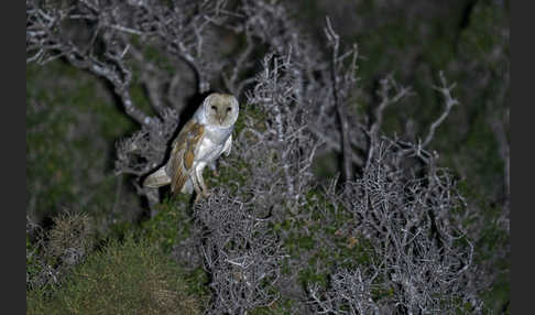 Schleiereule (Tyto alba)