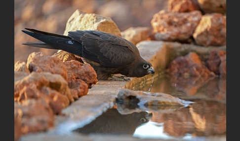 Eleonorenfalke (Falco eleonorae)