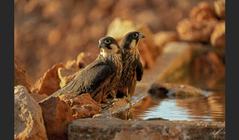 Eleonorenfalke (Falco eleonorae)