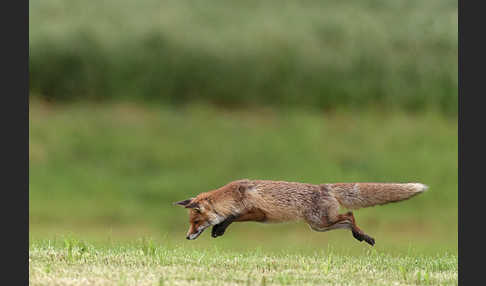 Rotfuchs (Vulpes vulpes)