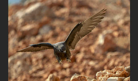 Eleonorenfalke (Falco eleonorae)