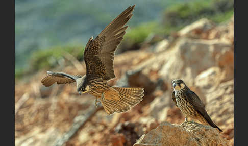 Eleonorenfalke (Falco eleonorae)