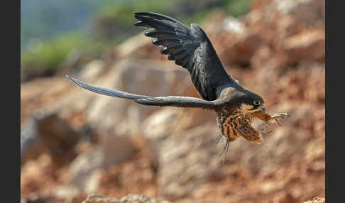 Eleonorenfalke (Falco eleonorae)