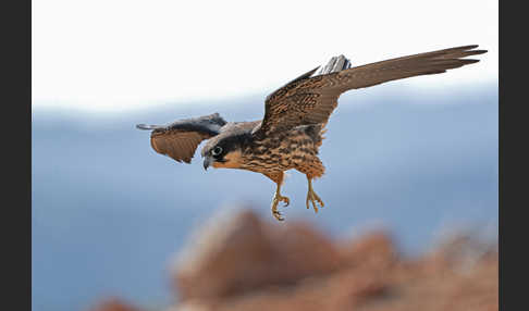 Eleonorenfalke (Falco eleonorae)