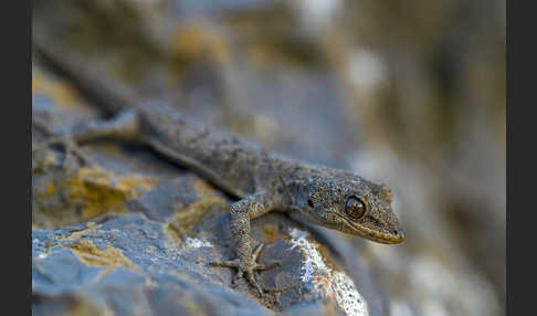 Aegaeischer Nacktfingergecko (Cyrtodactylus kotschyi)