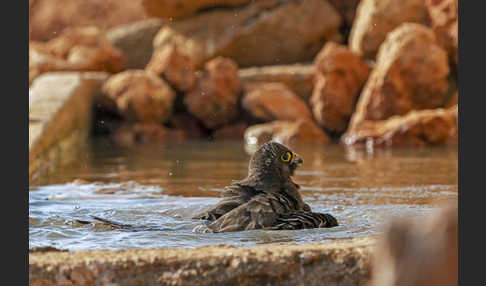 Eleonorenfalke (Falco eleonorae)