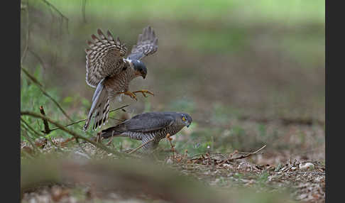 Sperber (Accipiter nisus)