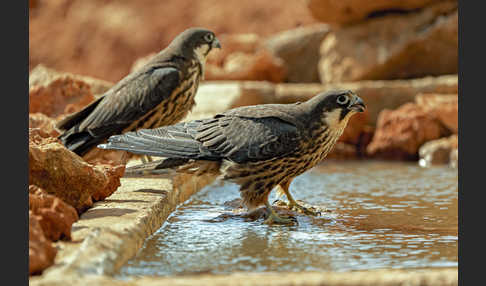 Eleonorenfalke (Falco eleonorae)