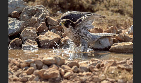 Wanderfalke ssp. (Falco peregrinus brookei)