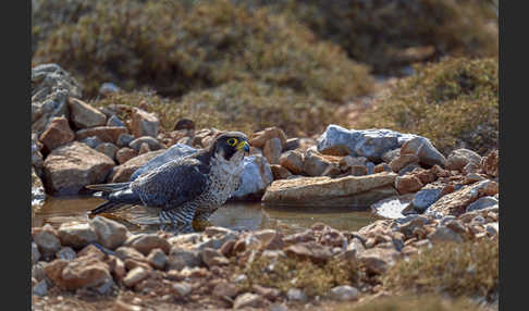 Wanderfalke ssp. (Falco peregrinus brookei)