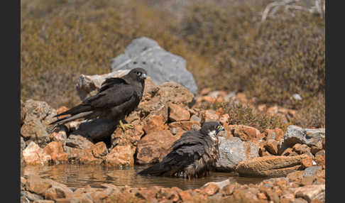 Eleonorenfalke (Falco eleonorae)