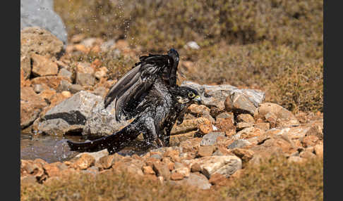 Eleonorenfalke (Falco eleonorae)