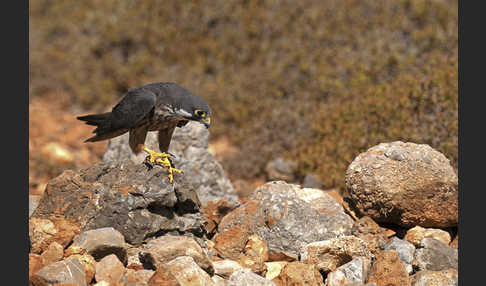 Eleonorenfalke (Falco eleonorae)