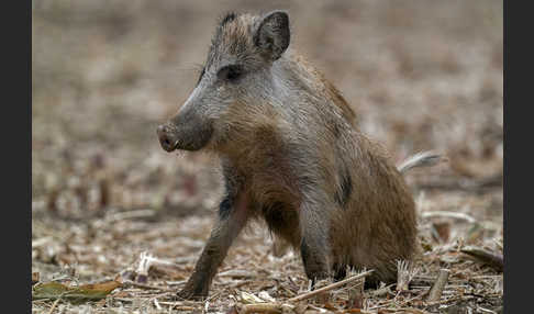 Schwarzwild (Sus scrofa)