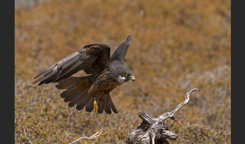 Eleonorenfalke (Falco eleonorae)