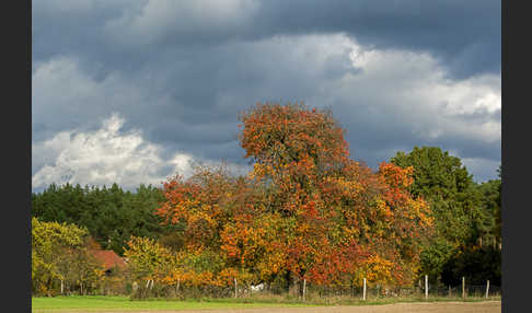 Wilder Birnbaum (Pyrus pyraster)