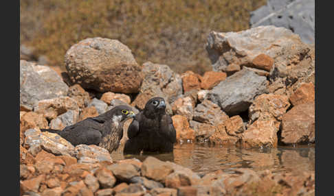 Eleonorenfalke (Falco eleonorae)