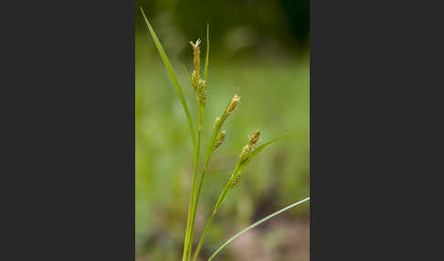 Behaarte Segge (Carex hirta)