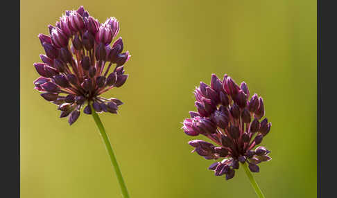 Schlangen-Lauch (Allium scorodoprasum)