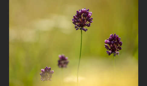 Schlangen-Lauch (Allium scorodoprasum)