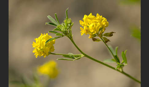 Sichel-Luzerne (Medicago falcata)