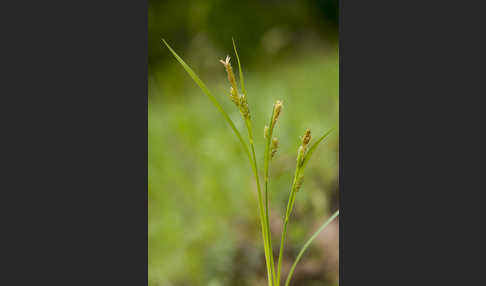 Behaarte Segge (Carex hirta)