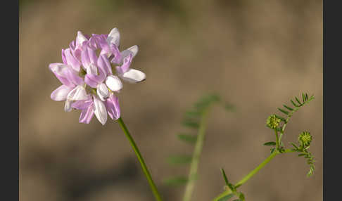 Bunte Kronwicke (Securigera varia)