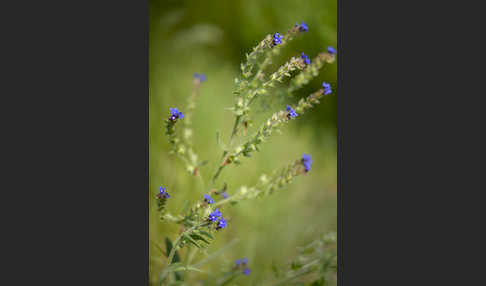 Blutwurz (Potentilla erecta)