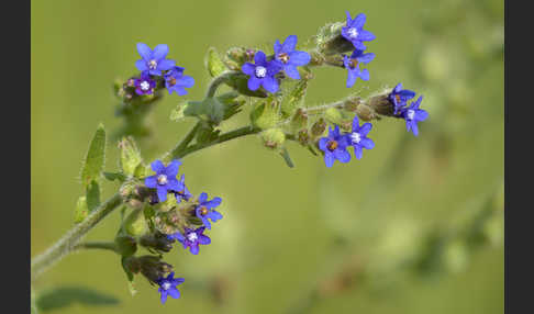 Blutwurz (Potentilla erecta)