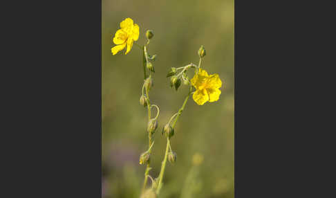 Gemeines Sonnenröschen (Helianthemum nummularium)