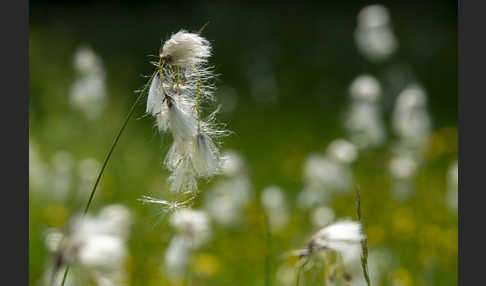 Schmalblättriges Wollgras (Eriophorum angustifolium)