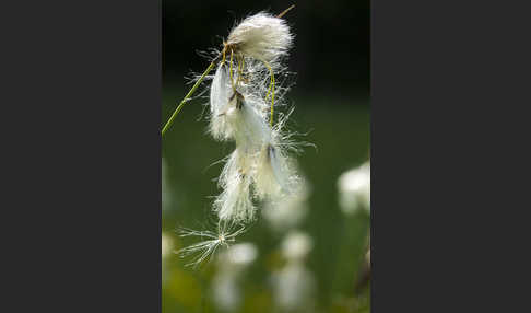 Schmalblättriges Wollgras (Eriophorum angustifolium)