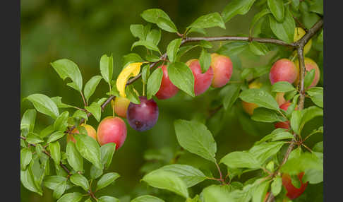 Mirabelle (Prunus domestica subsp. Syriaca)