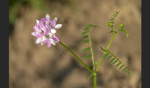 Bunte Kronwicke (Securigera varia)