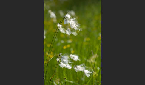 Schmalblättriges Wollgras (Eriophorum angustifolium)