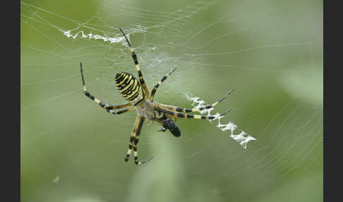 Wespenspinne (Argiope bruennichi)