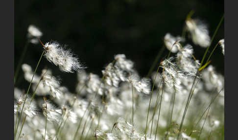 Schmalblättriges Wollgras (Eriophorum angustifolium)