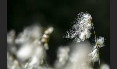 Schmalblättriges Wollgras (Eriophorum angustifolium)