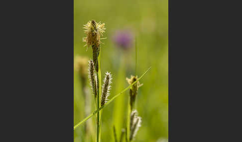 Hirse-Segge (Carex panicea)